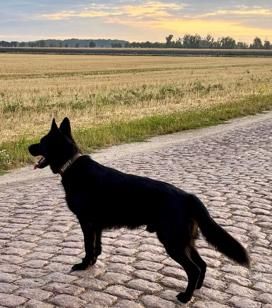 Buddy mit seinem olivfarbenen Dog Of Wood Halsband mit eingesticktem Namen auf einem Kopfsteinpflasterweg im Abendlicht