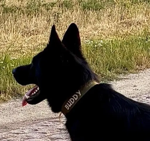 Nahaufnahme von Buddys olivfarbenem Dog Of Wood Halsband mit dem eingestickten Namen BUDDY