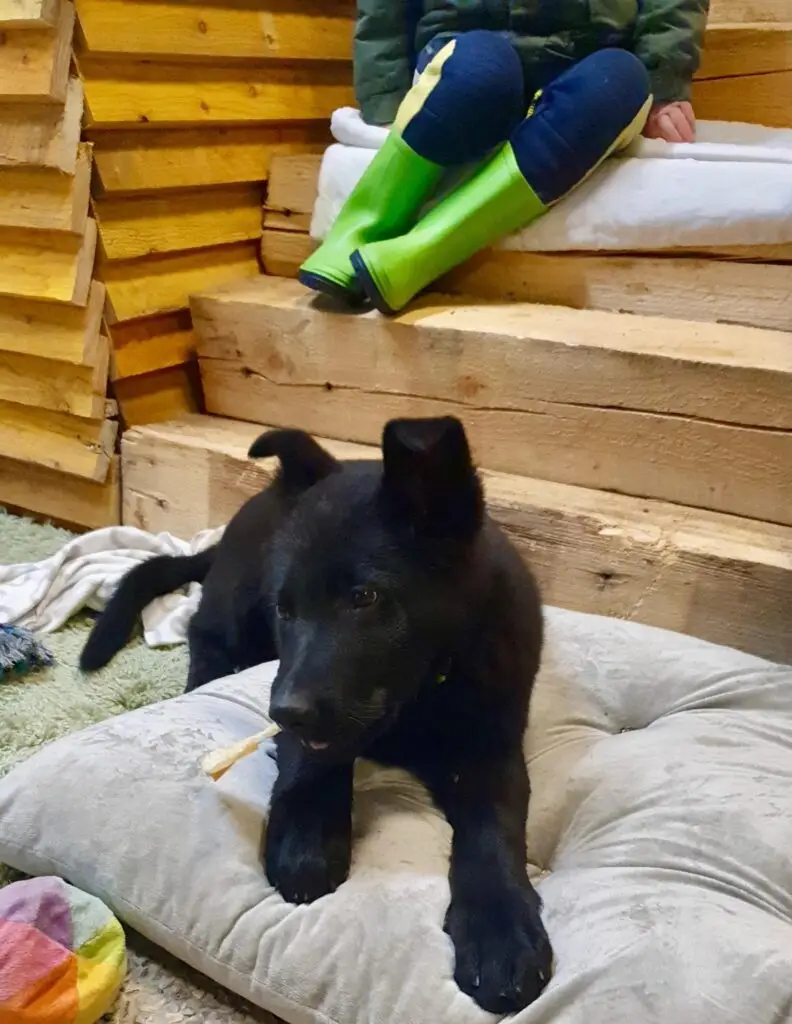 Buddy als schwarzer Schäferhund-Welpe auf einem Kissen, im Hintergrund ein Kind in grünen Gummistiefeln